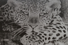 immagini-serigrafate-leopardo